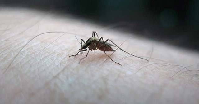 &#039;Zika ile mikrosefali arasında güçlü bağ var&#039;