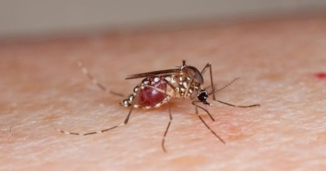 Zika virüsü 3 kişiyi öldürdü