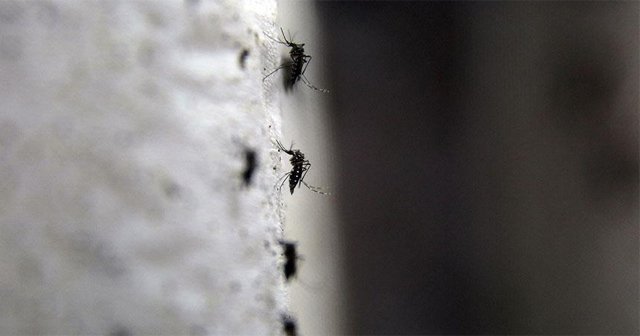 Zika virüsü Endonezya&#039;da da görüldü