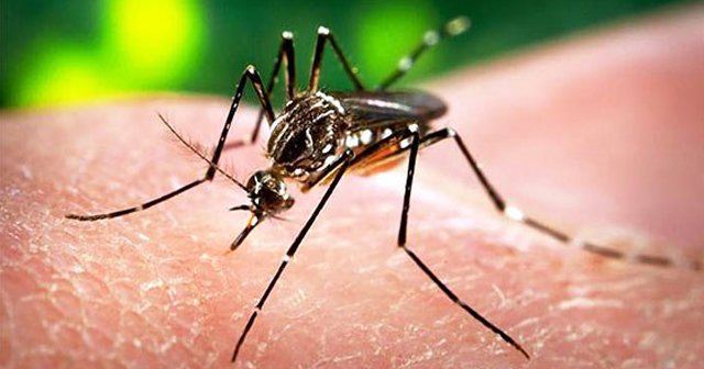 Zika virüsü Finlandiya&#039;ya da sıçradı