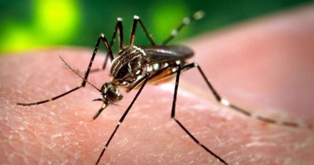 Zika virüsü Finlandiya’ya sıçradı