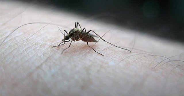 Zika virüsü İspanya&#039;da da tespit edildi