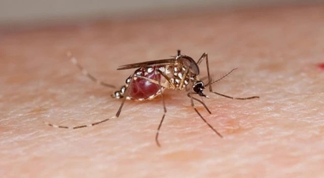 Zika virüsü yayılıyor