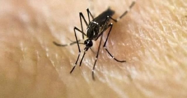Zika virüsünden ilk can kaybı yaşandı