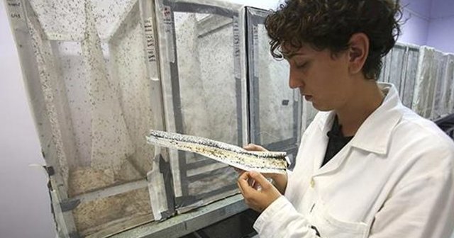 Zika virüsünün DNA dizilimi keşfedildi