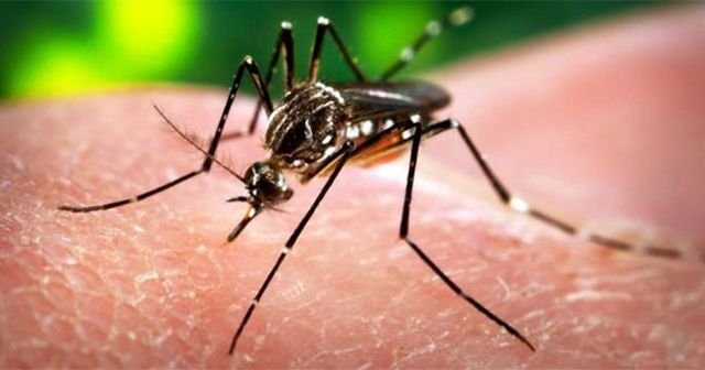 Dikkat! Zika virüsü uyarısı geldi