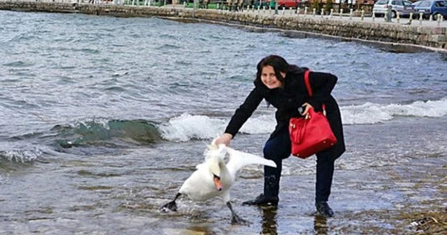 Fotoğraf çektirmek için sürüklediği kuğu öldü