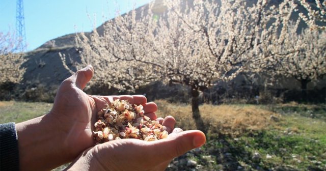 Malatya&#039;da zirai don kayısı ağaçlarını etkiledi