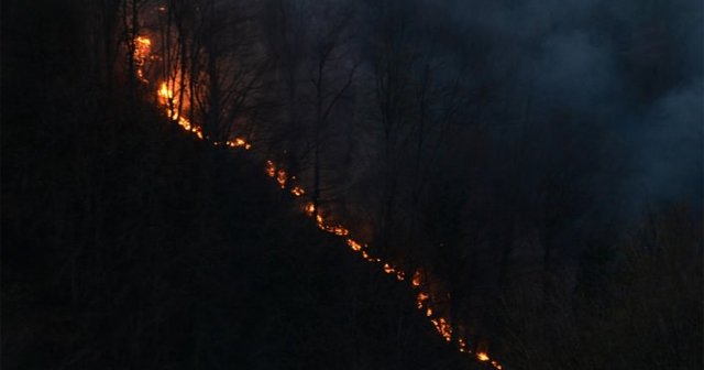 Ordu&#039;da orman yangını