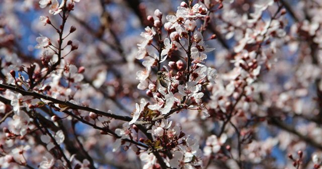 Şanlıurfa’da ağaçlar çiçek açtı