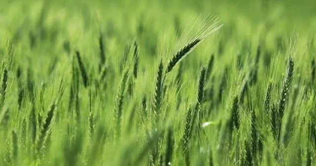 'Türkiye'de GDO'lu buğday yok'