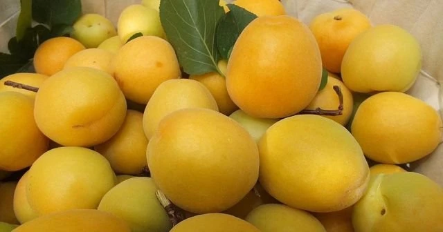 Kilogramı 50 liradan 6 liraya düştü