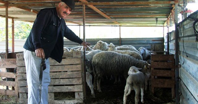 Koyun hırsızları bu köye dadandı