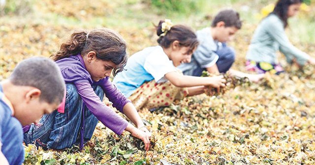 Mevsimlik işçilerin çocukları için &#039;üçlü&#039; eğitim formülü