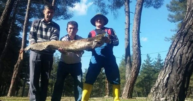 Oltaya takılan dev yayın görenleri şaşkına çevirdi