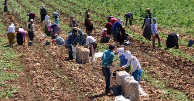 Patatesin fiyatı düştü, çiftçi perişan