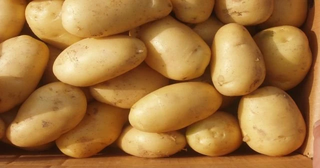 Patatesin kilosu 20 kuruşa kadar düştü