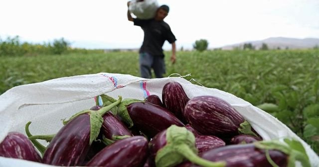 Rusya&#039;dan Türk patlıcanına ithalat engeli