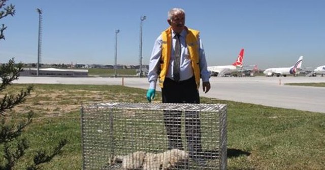 Uçuş trafiğini engelleyen köpekler için özel tim