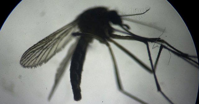 Zika virüsü için korkutan açıklama