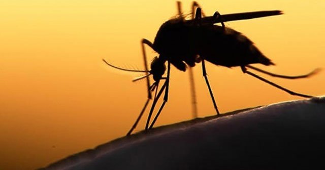 Avrupa’ya Zika virüsü uyarısı