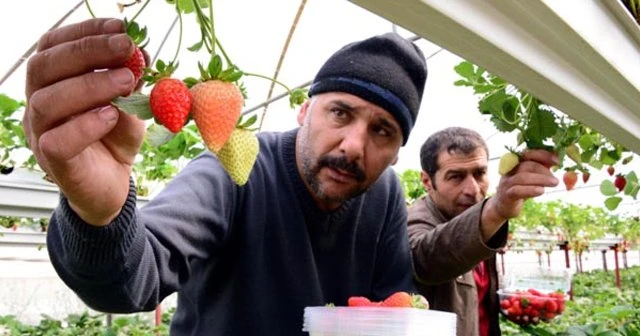 Çoruh Vadisi’nde yetiştirilen çilek umut oldu