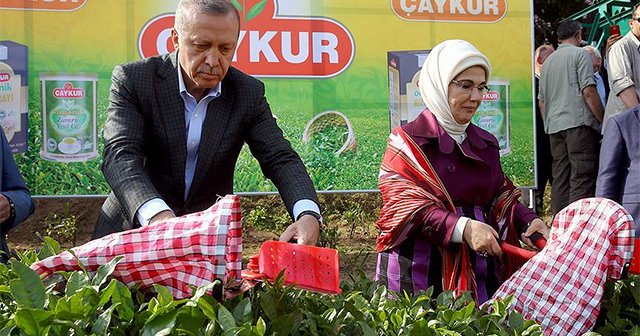 Cumhurbaşkanı Erdoğan Rize&#039;de çay hasadı yaptı