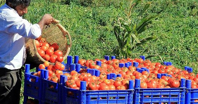 Rusya'dan sebze-meyve açıklaması