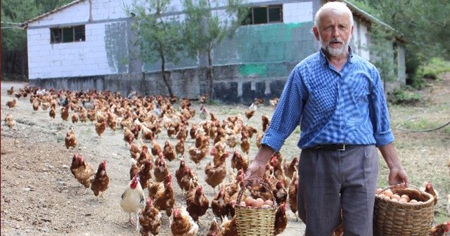 Tavuklardan kazandığı ücret şaşırtıyor