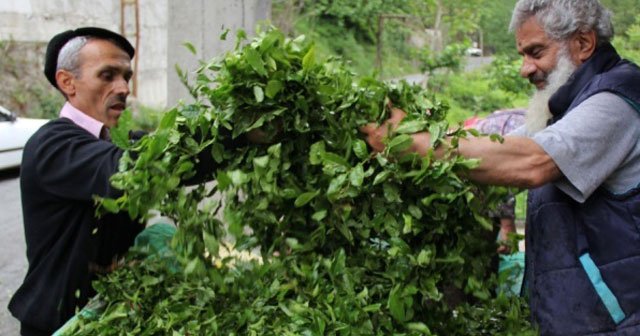 Yaş çay alım fiyatı açıklandı