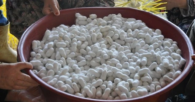 40 günde 5 bin 500 lira kazandırıyor