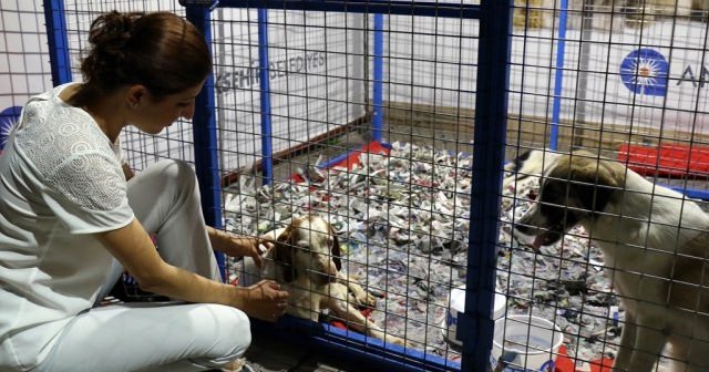 Büyükşehir Belediyesinden sokak hayvanları için su kabı