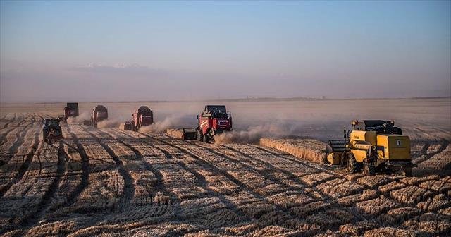 Ceylanpınar'da rekolte beklentisi yüksek