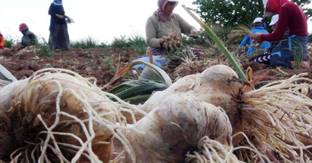 Çiftçilerin olmaz dediği sarımsak şimdi Türkiye dördüncüsü