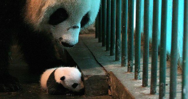 Çin'de ikiz panda sevinci