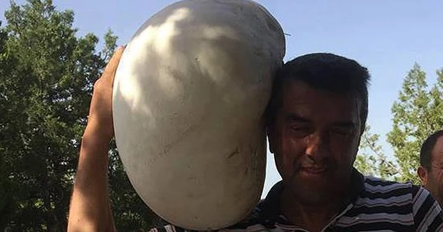 Dev mantar görenleri şaşkına çevirdi