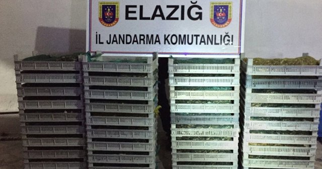 Elazığ’da 500 kilo kurbağa ele geçirildi