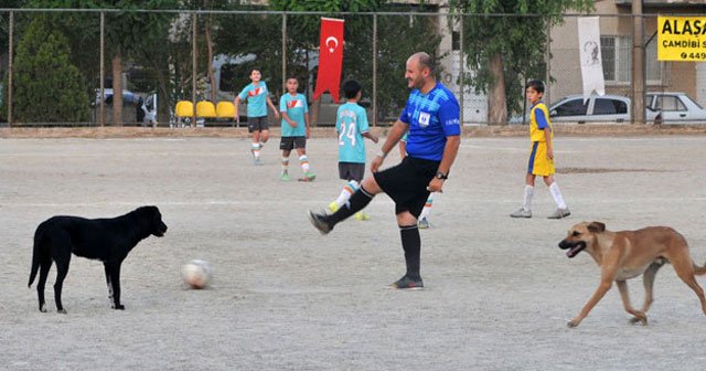 Futbol turnuvasını köpekler bastı