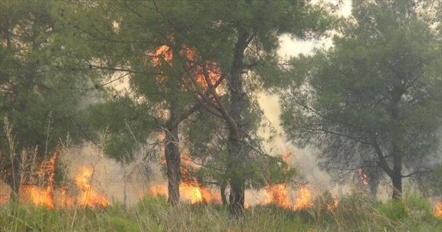 Hatay'da 25 hektar alan kül oldu