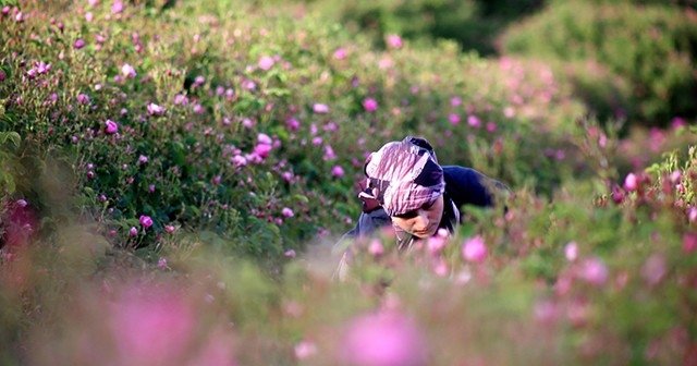 Isparta gülü turizme açılıyor