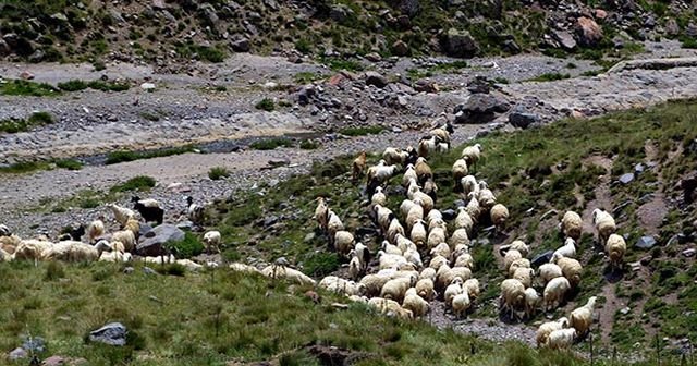 Kayserili besiciler, 2 bin liraya çoban bulamıyor