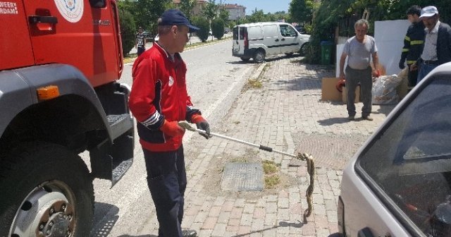 Kocaeli&#039;de yılanlar şehir merkezine indi