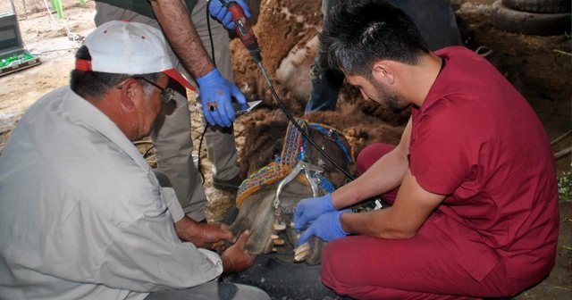 Şampiyon devenin dişlerine kanal tedavisi yapıldı