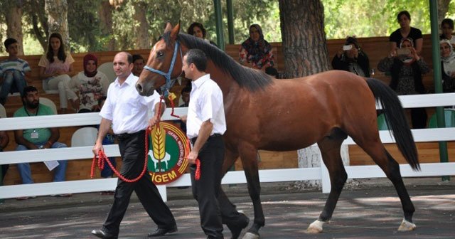 Yarış atları ev fiyatına satıldı