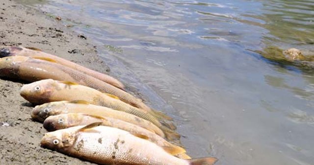 10 kilometrelik alan içerisinde tek bir canlı kalmadı