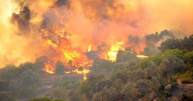 Bodrum&#039;da makilik alanda yangın