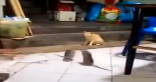 Dev fareler birbirine girdi, kedi şaşkınlıkla izledi