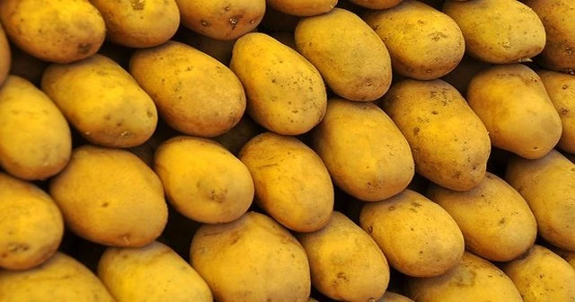 İlk olarak 1000 ton patates gitti