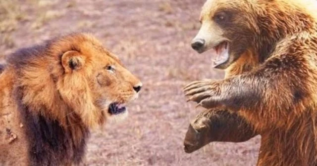 İstanbul'da panik! 1 aslan ve 2 ayı aranıyor