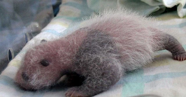 Avusturya'da ikiz pandalar dünyaya geldi